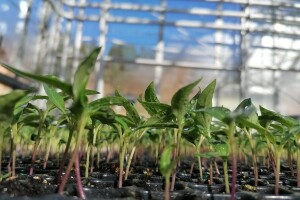 Bios: HACCP je garant da će povrće stići zdravo i kvalitetno do kupaca