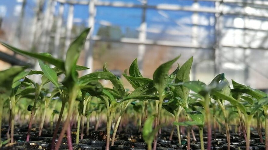 Bios: HACCP je garant da će povrće stići zdravo i kvalitetno do kupaca