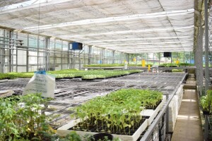 Dokaz da udruživanje ima rezultata - zadruga iz Gornje Vratnice izvozi plastenike i sisteme za navodnjavanje