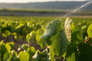 Biostimulatori na bazi algi za jače biljke