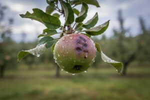 Biostimulatori za voćke oštećene tučom