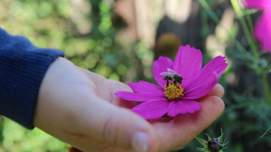 Naučite više o korisnim kukcima u vrtu!