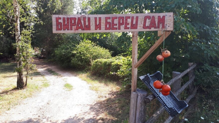 "Biraš i bereš sam"  u plastenicima povrtara iz Gadžinog Hana