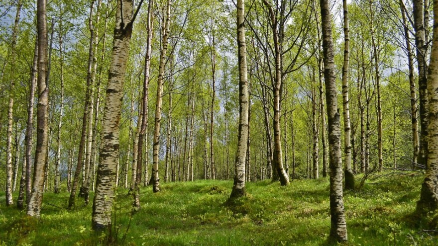 Aplicirali bi za natječaje iz mjere 8? Provjerite izmjene!