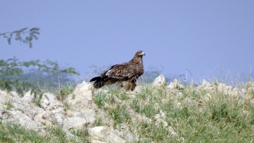 Postavljanje gnezda za orlove krstaše radi povećanja njihove populacije