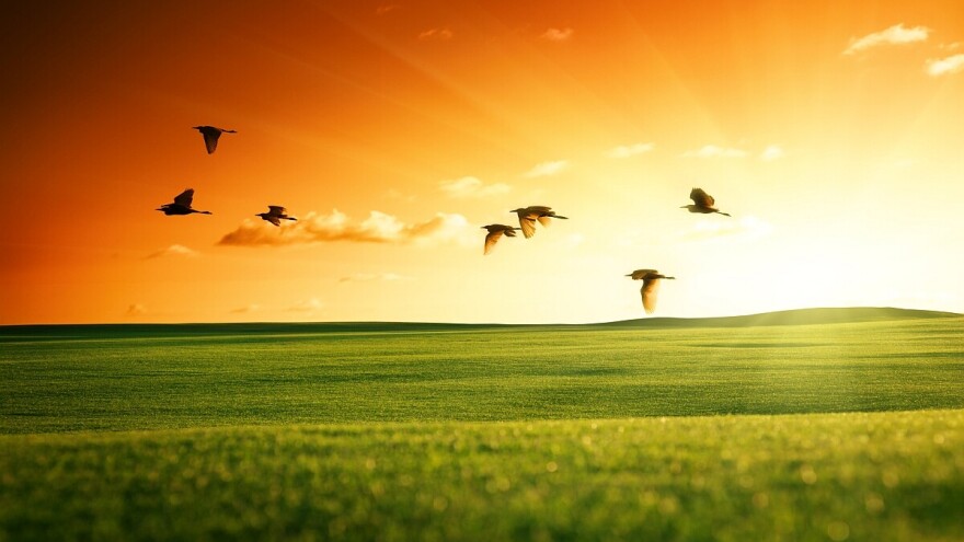 Broj ptica smanjio se za 85%, stižu li nam "tiha proleća"?