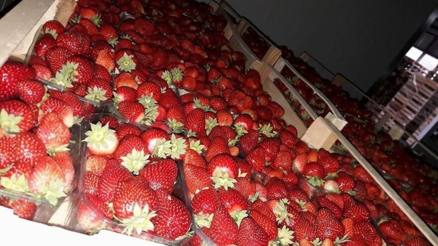 Miroslav Filipović: Poljoprivreda je izazov, ali upornost i trud lijek su za sve