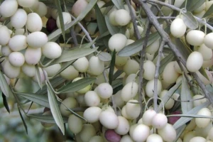 Leucocarpa - biserna maslina vjerskog značaja