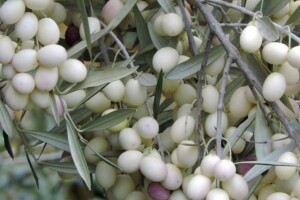 Leucocarpa - biserna maslina vjerskog značaja