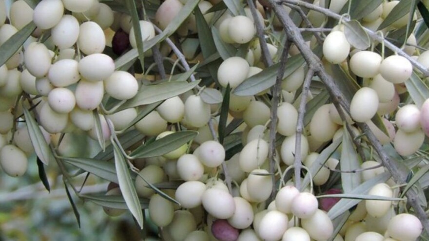 Leucocarpa - biserna maslina vjerskog značaja