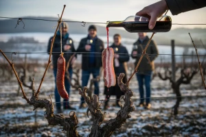 Bit će vina, bit će i Iloka