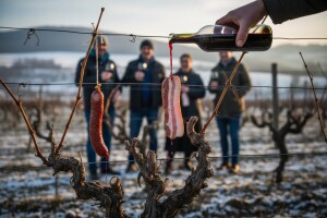 Bit će vina, bit će i Iloka