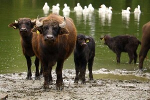 Vodeni bivoli - daju kvalitetno mlijeko, sudžuk i laki su za uzgoj