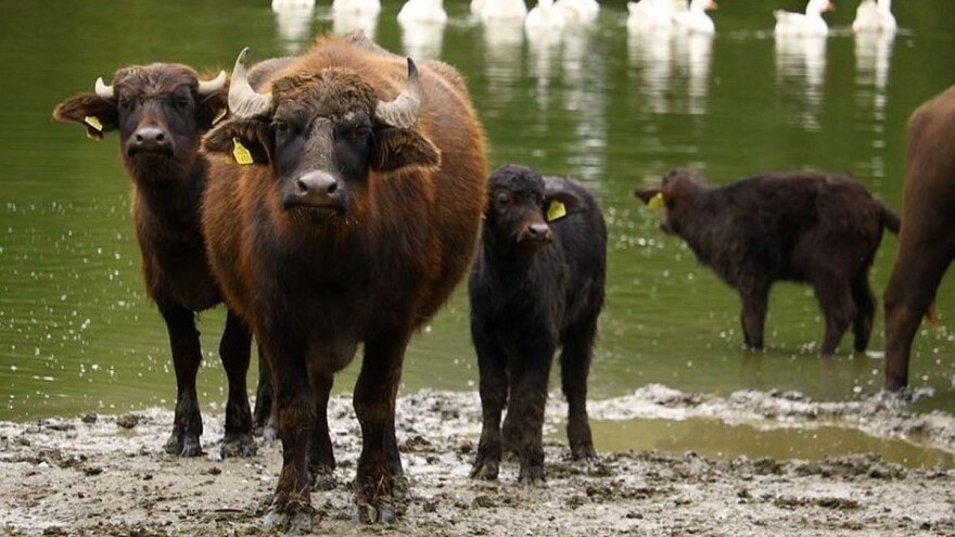 Vodeni bivoli - daju kvalitetno mlijeko, sudžuk i laki su za uzgoj