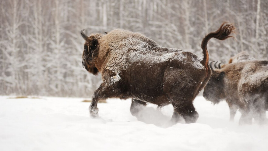 Poljaci s pilama u Bjalovešku prašumu