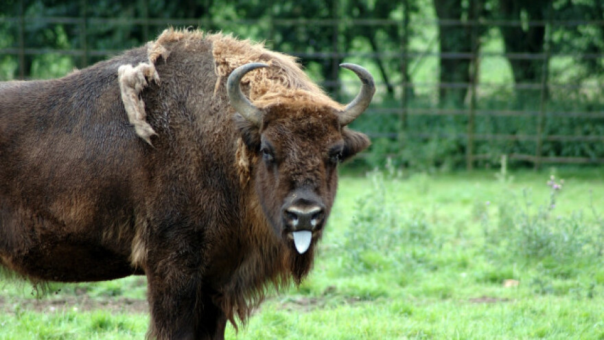 Poljaci love bizone da bi ih zaštitili?