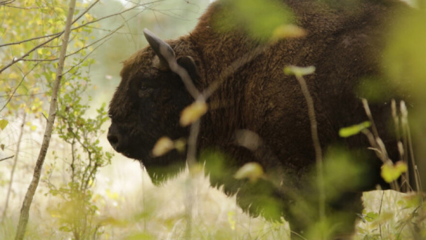 Poljaci love bizone da bi ih zaštitili?