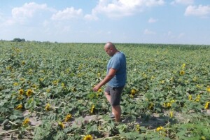 Suncokret polegao, oštećena zrna pšenice...