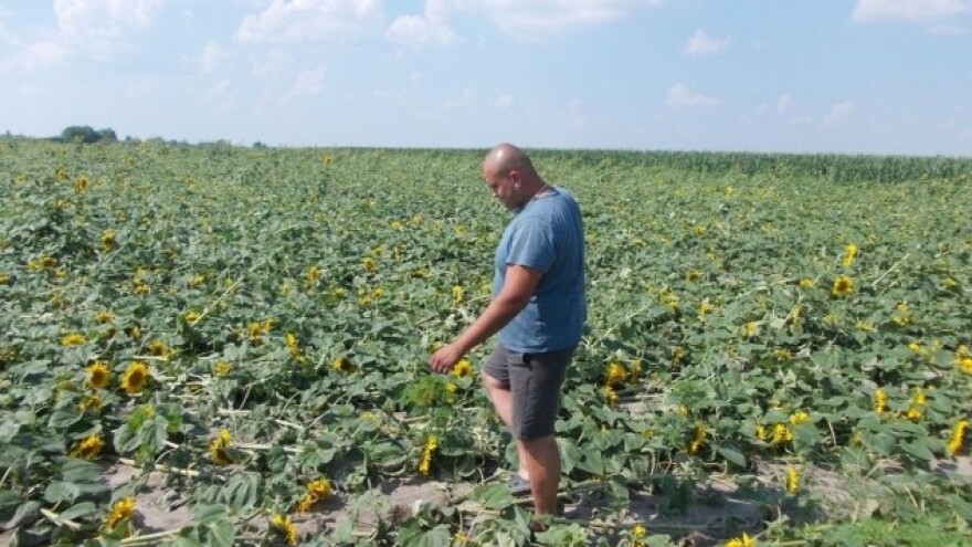 Suncokret polegao, oštećena zrna pšenice...