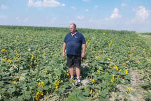 Došlo je na red i pretanjuravanje suncokreta