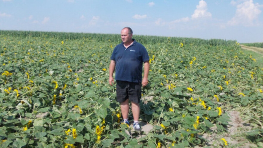 Došlo je na red i pretanjuravanje suncokreta