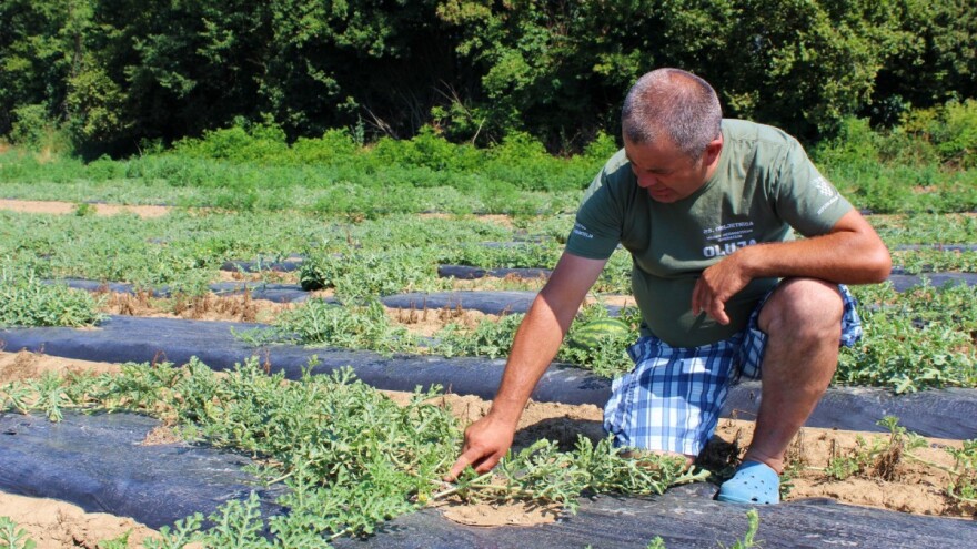 Željko Šimić: Novac za štetu od tuče nije dovoljna pomoć, trebaju nam savjeti što dalje