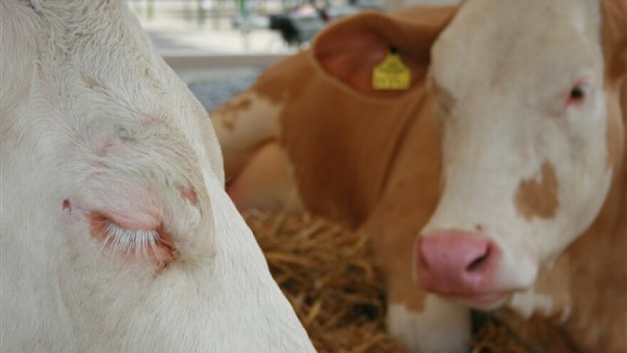 Potrošnja goveđeg mesa pala na 11,1 kilogram