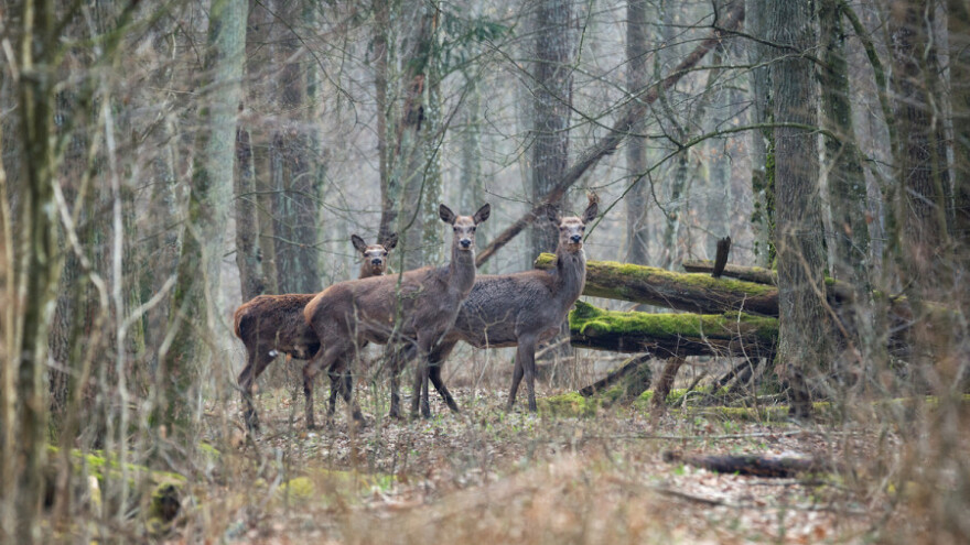 Poljskoj kazna od 100.000 eura na dan za sječu šume