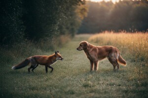 Bjesnoća - što treba znati?
