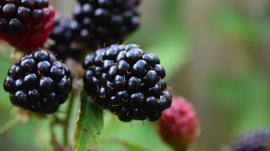 Arilje: Hladnjačari zaustavili otkup kupine