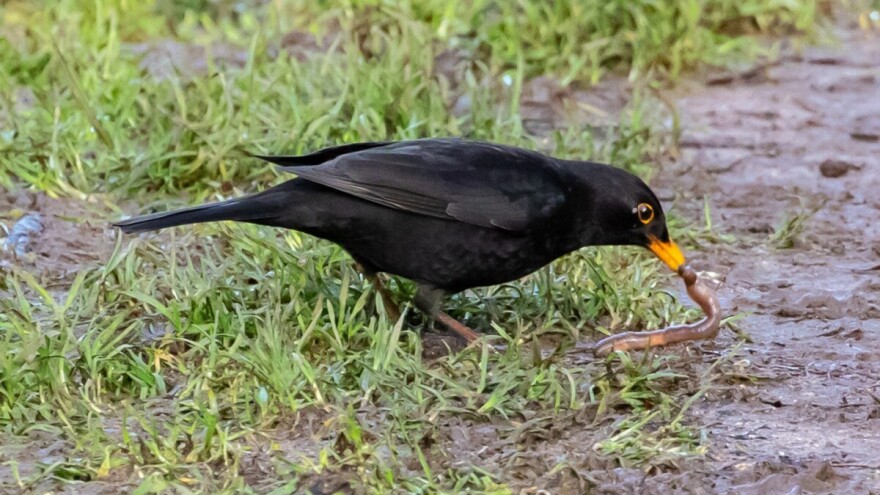 EU: Stanje prirode je alarmantno, oko milion vrsta prijeti izumiranje!
