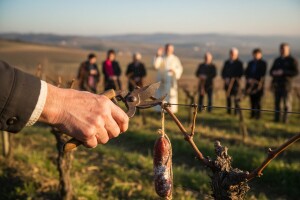 Blagoslovom vinograda do želje za bogatim urodom