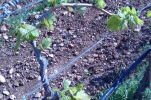 Bayer savjeti za vinogradare 11.-17.04.2016.