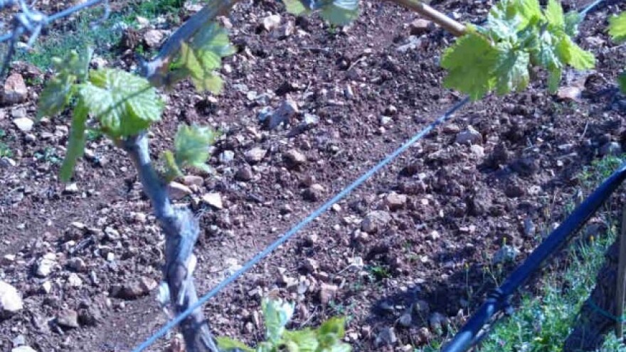 Bayer savjeti za vinogradare 11.-17.04.2016.