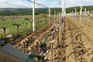 Bayer savjeti za vinogradare 1.-7.5.2017.