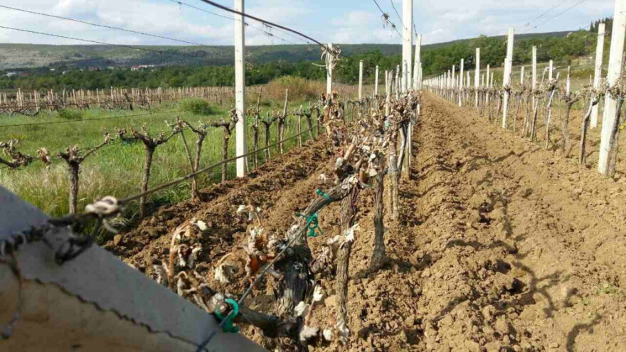 Bayer savjeti za vinogradare 1.-7.5.2017.