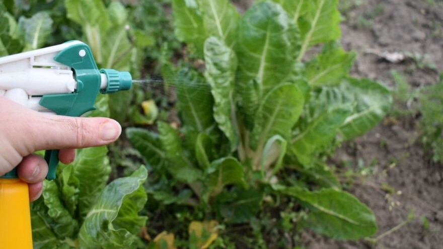 Ulje paprene metvice - prirodna zaštita od insekata, puževa, voluharica