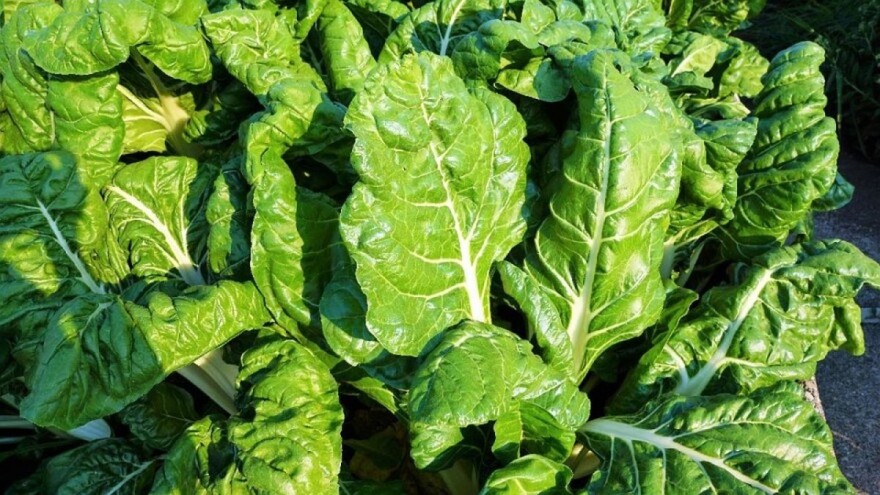 Uzgoj blitve: Vrijeme sjetve podesite zavisno od berbe