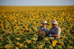 Bliži se žetva suncokreta, cijena još 'tajna'