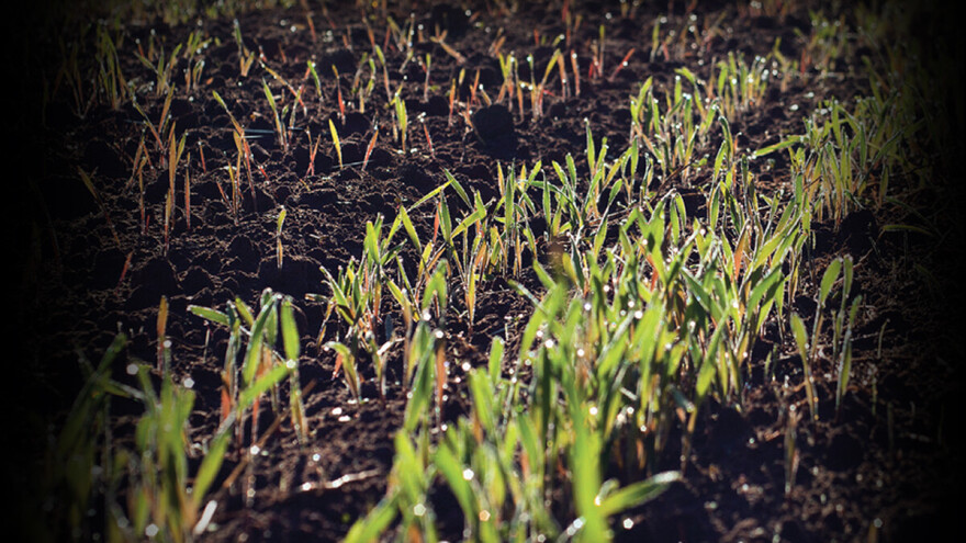 Systiva® - prvi fungicid kojim tretiramo seme a štitimo list