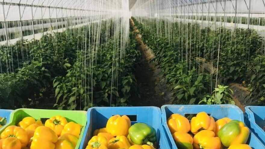 Kalifornijsko čudo u Bosni i Hercegovini, za sve koji vole šarenilo u vrtu