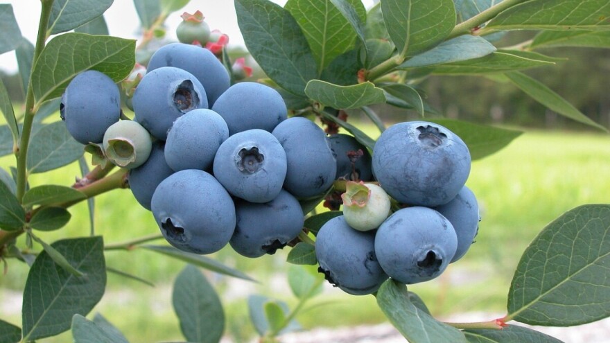 Berba, pakiranje, transport i čuvanje borovnice