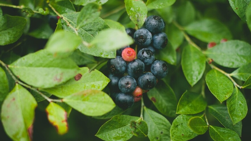 Borovnica: Najznačajnije bolesti i štetočine – kako ju zaštititi