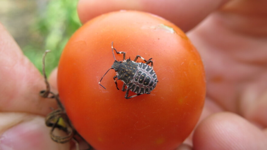 Braon mramorasta stjenica: Ne postoji voće i povrće koje ne napada