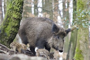 Afrička svinjska kuga: Kako biti korak ispred zaraze?