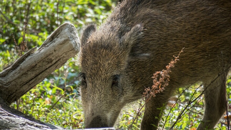 Divlje svinje šetaju Beogradom