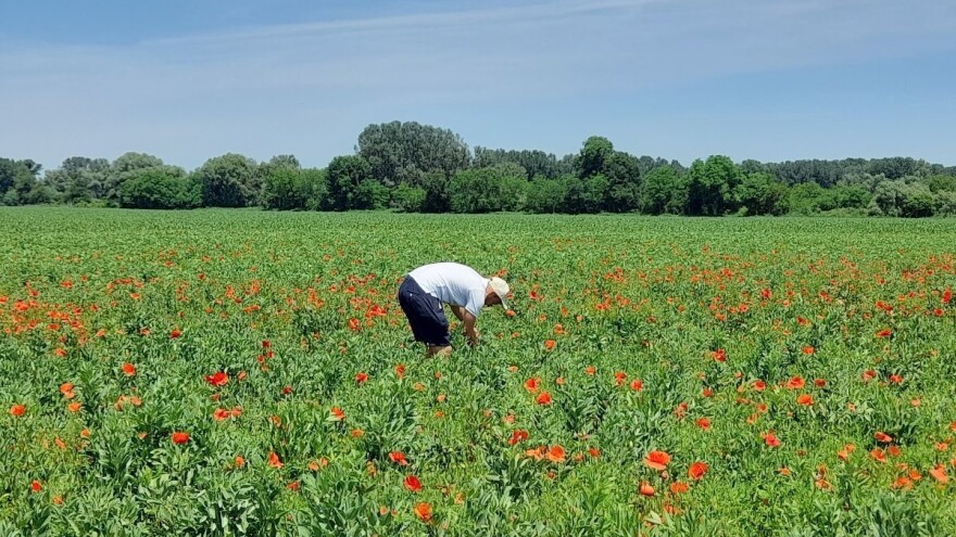 Od svinjogojske farme do prve tvornice izolata proteina u Europi