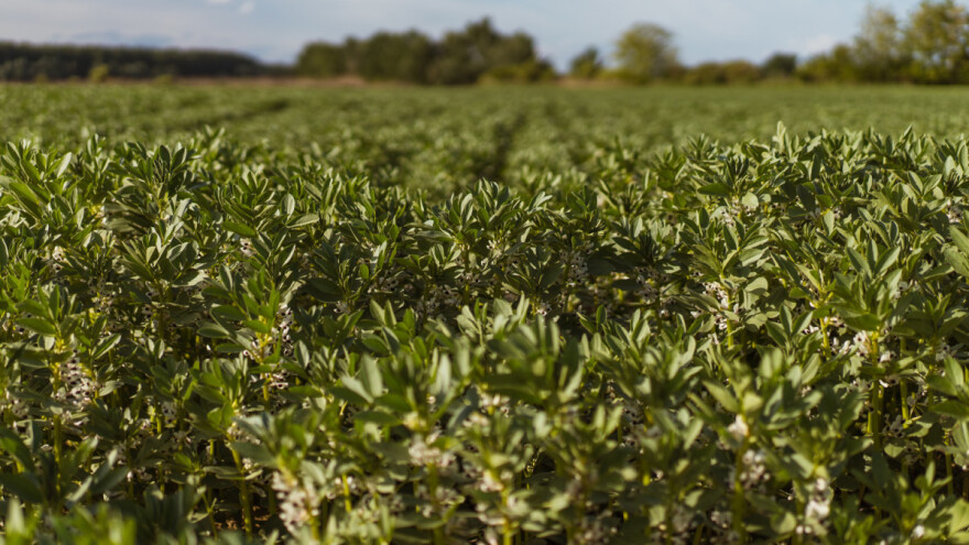 Bob je sve popularnija biljna kultura, traže se kooperanti!