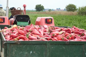 Zašto je leskovačka paprika posebna? Od semena, klimata do ajvara