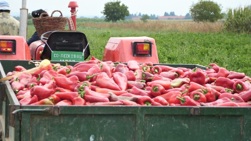 Zašto je leskovačka paprika posebna? Od semena, klimata do ajvara